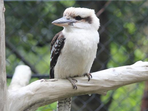 ワライカワセミ｜到津の動物たち｜到津の森公園